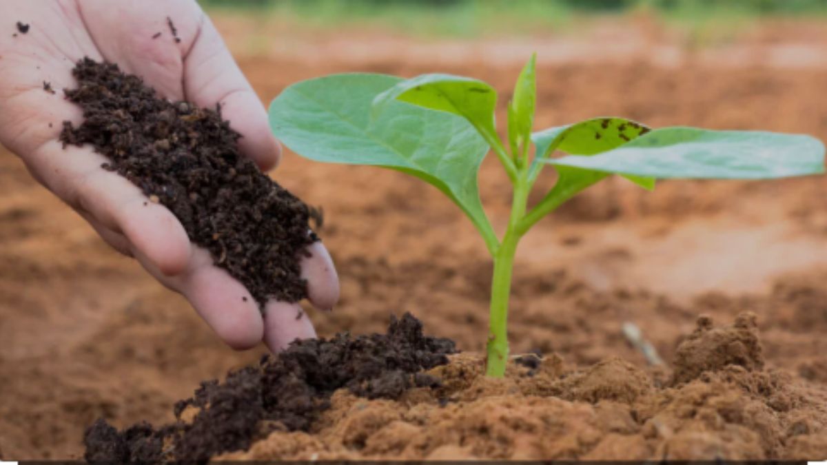 Melhores Práticas para Fertilização