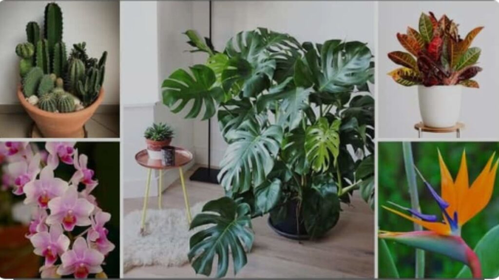 Plantas Ornamentais