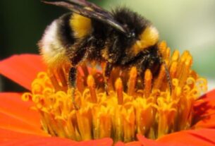 Polinizadores para seu Jardim