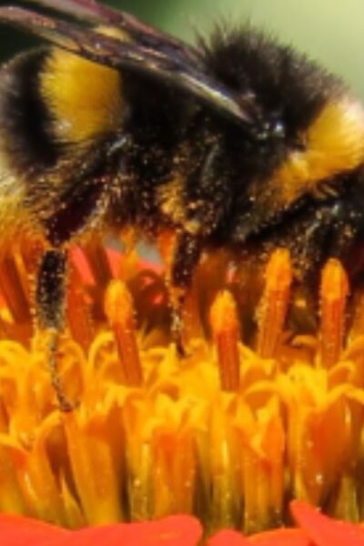 Polinizadores para seu Jardim