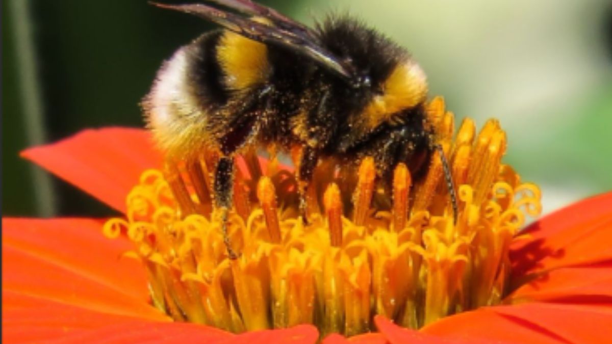 Polinizadores para seu Jardim
