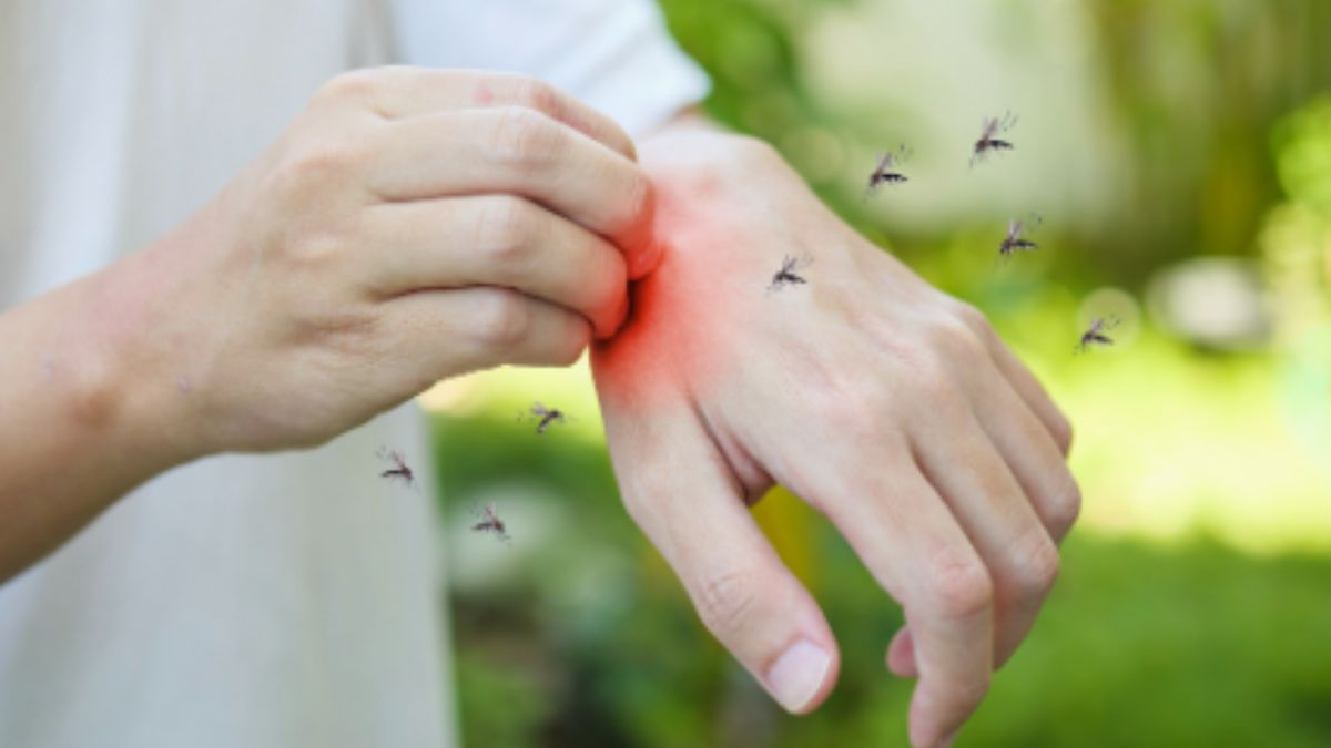 Prevenção de Pragas