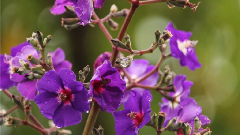 Espécies de Flores
