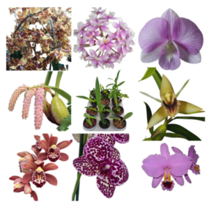 Kit 6 Orquideas Variadas