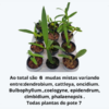 Mudas Rara Planta Exótica